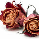 Black Rose