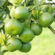 Green Mandarin