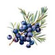 Juniper Berries