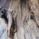 Salted Wood